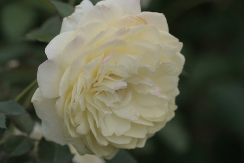 かいきょ　快挙sIMG_7001