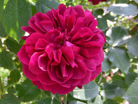 ダーシー　バッセルsCIMG4092