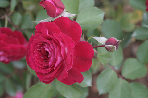 スカーレット　オベーションsIMG_7030