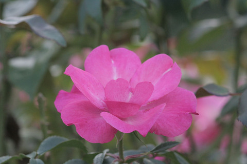 はながすみ　花霞　（はながすみ）sIMG_7188