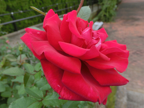 ビクトル　ユーゴsCIMG4978