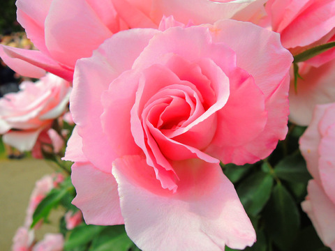 さくらがい　桜貝sDSCN5299