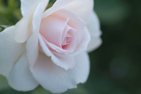 アスピリン　ローズ