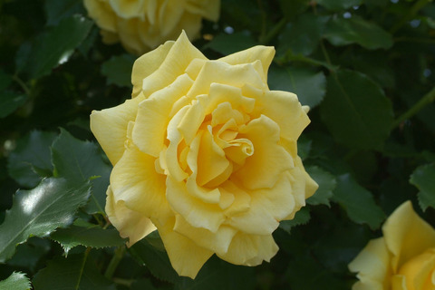 ゴールド　バニーsDSCF0910