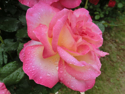 カリフォルニア　ドリーミングsCIMG6038