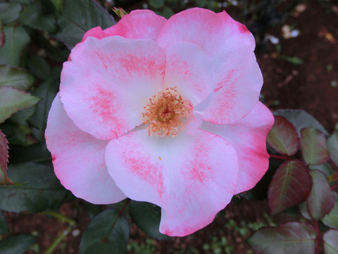 はながすみ　花霞　（はながすみ）sCIMG7380