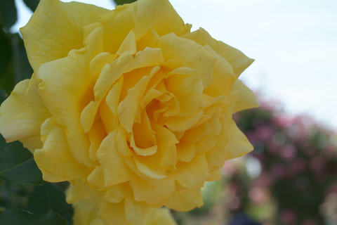 ゴールド　バニーsDSCF0945