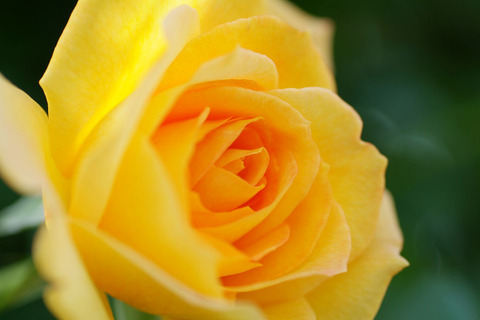 サハラ　’９８ (2)