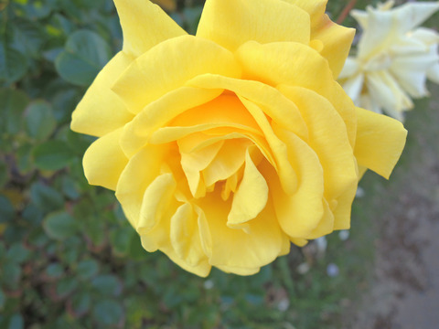 ファースト　インプレッション6848