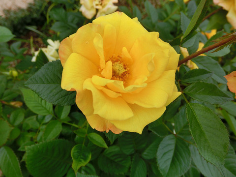 ゴールドマリー　’８４sCIMG5051