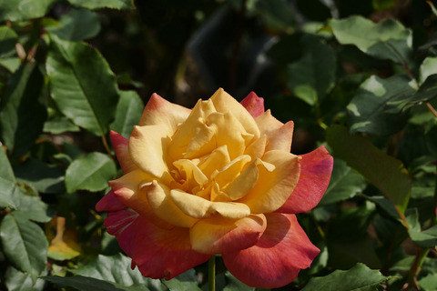 リオ　サンバs_1220249