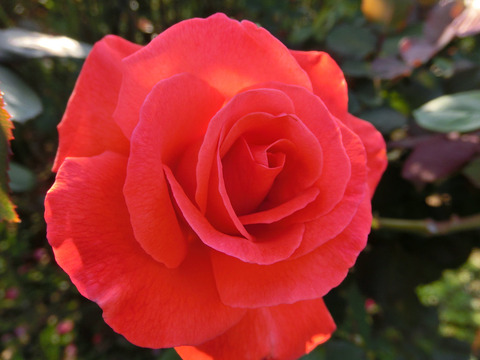 アーティストリー6931