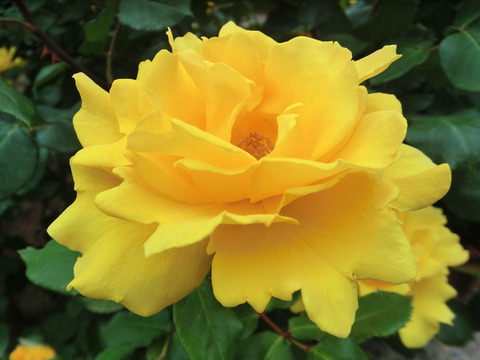 ヘンリー　フォンダsCIMG5753