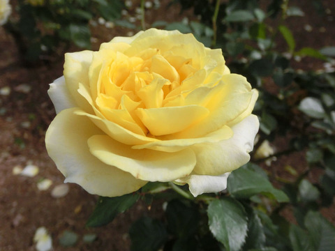 ファルツァー　ゴールドsCIMG6476