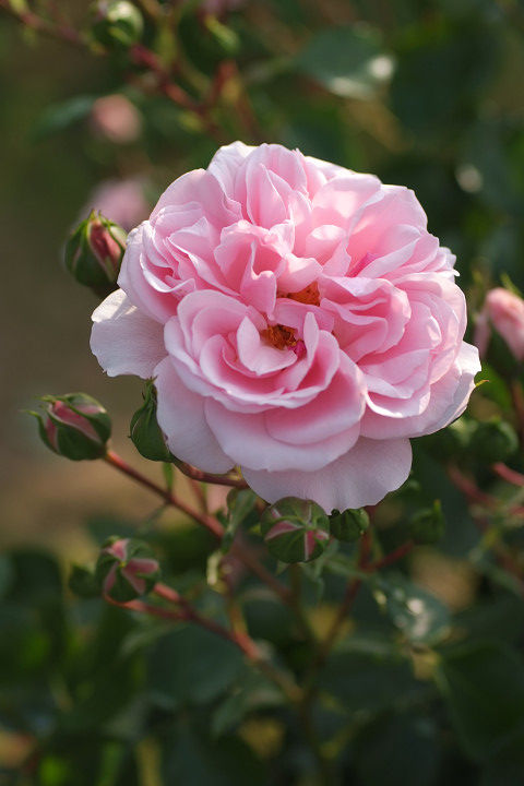 ホーム　アンド　ガーデン (2)