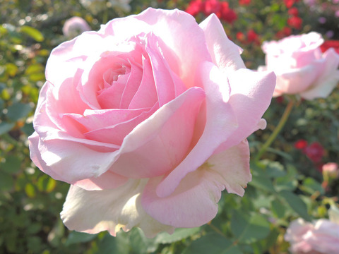 はるの　春乃6641