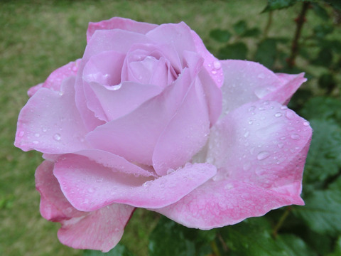 ライラック　ビューティsCIMG6080