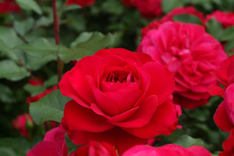 スーリール　ドゥ　モナリザsDSCF2462