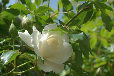 アイスバーグsDSCF0876