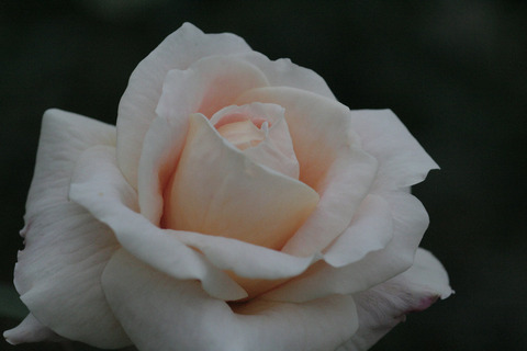 クィーン　ネフェルティティsIMG_8042