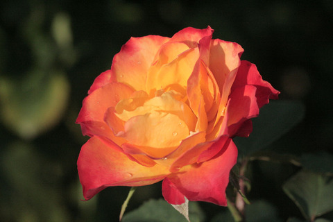 にしき　錦sIMG_5914