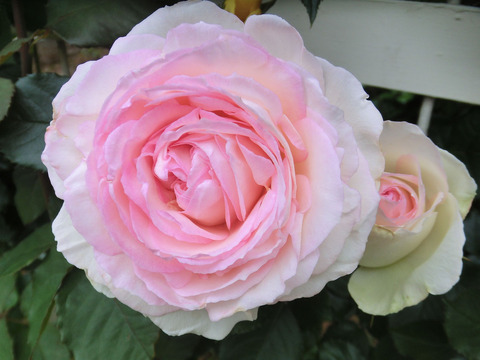 ブラン　ピエール　ドゥ　ロンサールsCIMG5506