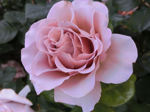 カフェ　ラテ1771