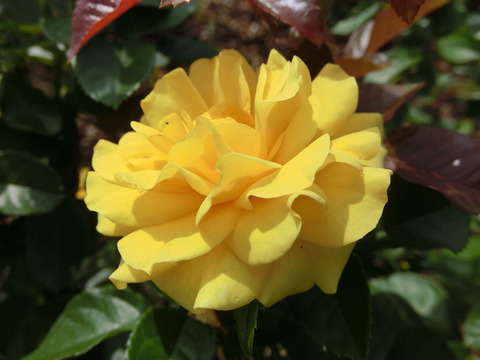 ゴールデン　フラッシュ6327