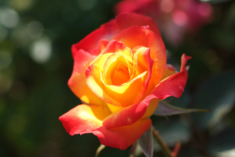 チャールストンsDSCF0269