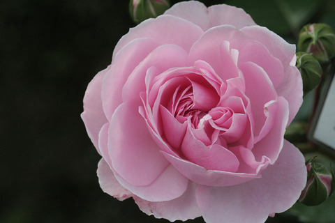 ホーム　アンド　ガーデン