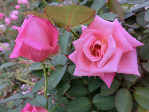 ピンク　パルフェsCIMG4796