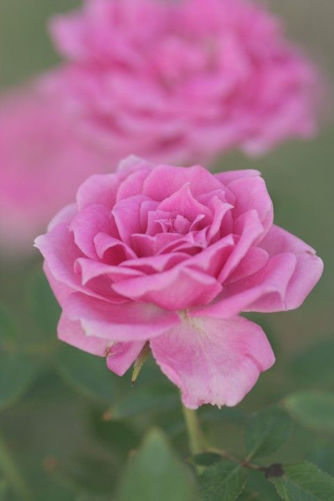 オーバーナイト　センセーション