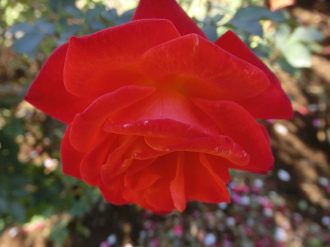 フリュイテsCIMG8344