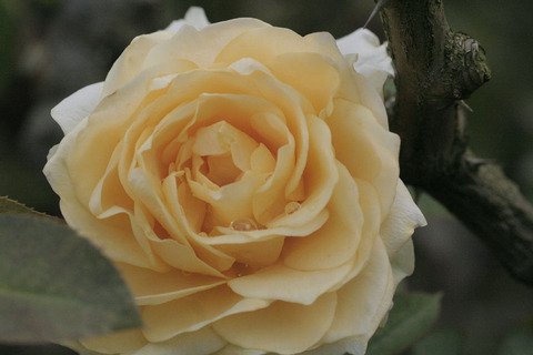 サンライト　ロマンティカsIMG_6129