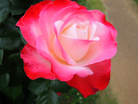 ノスタルジィ0882