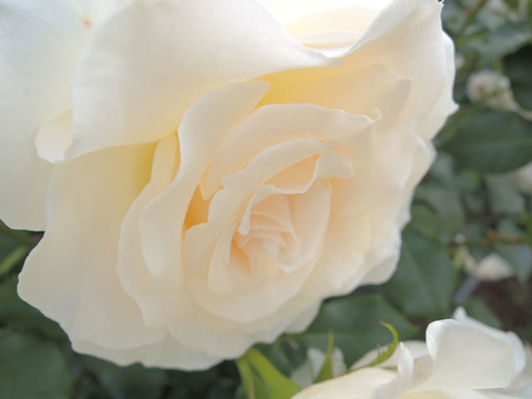 フレンチレース4253