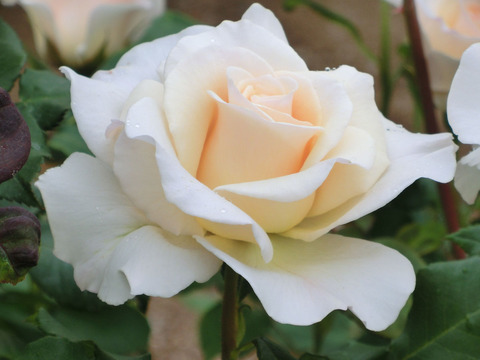 フレンチ　レースsCIMG5783