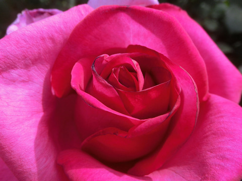 パローレsCIMG4874