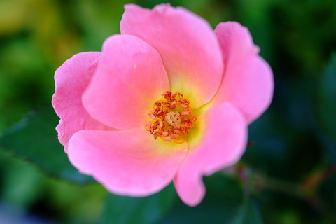 レインボー　ノックアウト5368