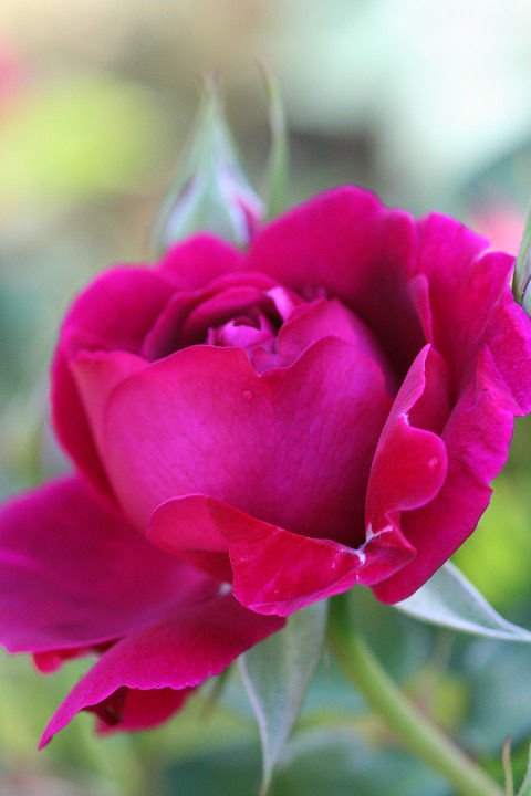 ウィリアム　シェークスピア　２００２