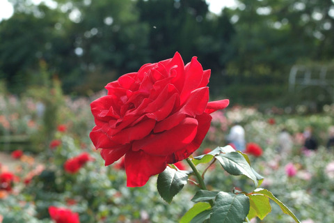 ルージュ　メイアンsDSCF0520