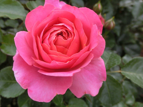 ホープ　アンド　ドリームズsCIMG5015