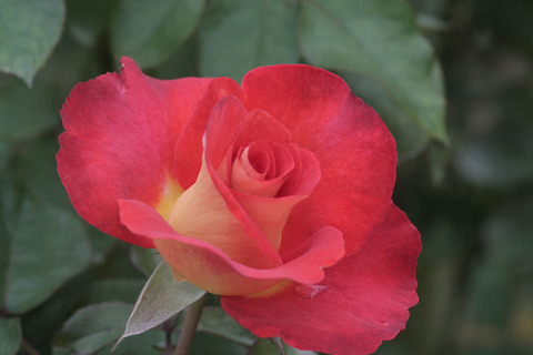 レオニダスsIMG_7573