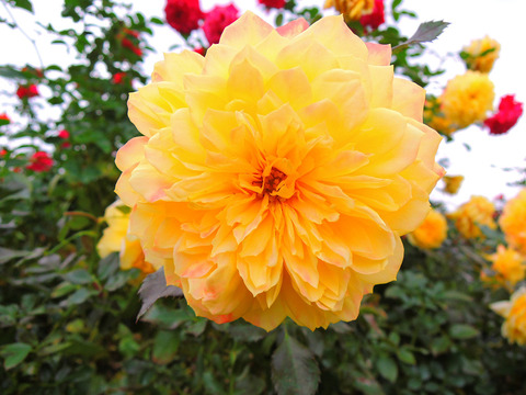 ファイアーワークス　ラッフルsDSCN9829