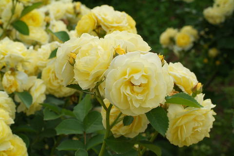 ゴールデン　ボーダーsDSCF2433