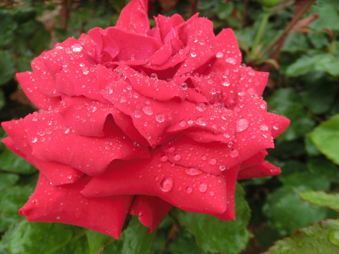 ローズ　オオサカsCIMG6285