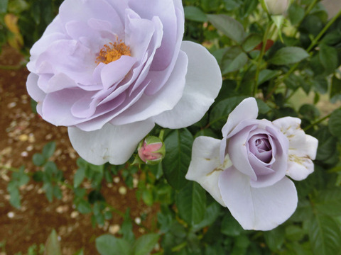 ブルー　バユーsCIMG7406