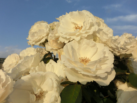 プリンセス　オブ　ウェールズ1789