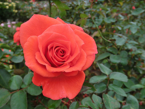 カンデラブラ5293