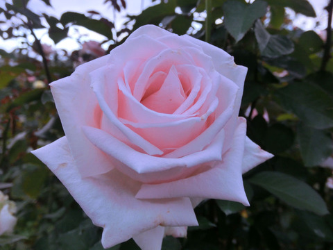 こうき　香貴　（こうき）sCIMG7621